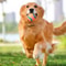 Tough Elastic Dog Fetch Ball Toy 2