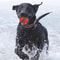 Tough Elastic Dog Fetch Ball Toy 4
