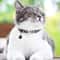 Personalized Reflective Pet Collar With Safety Buckle 5