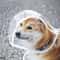 Transparent Waterproof Pet Raincoat For Small To Large Dogs 1