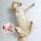 Transparent Waterproof Pet Raincoat For Small To Large Dogs 4