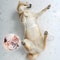 Transparent Waterproof Pet Raincoat For Small To Large Dogs 4