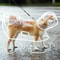 Transparent Waterproof Pet Raincoat For Small To Large Dogs 5