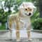 Transparent Waterproof Pet Raincoat For Small To Large Dogs 6