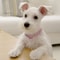 Rhinestone Crystal Dog Collar With Custom Engraving 7