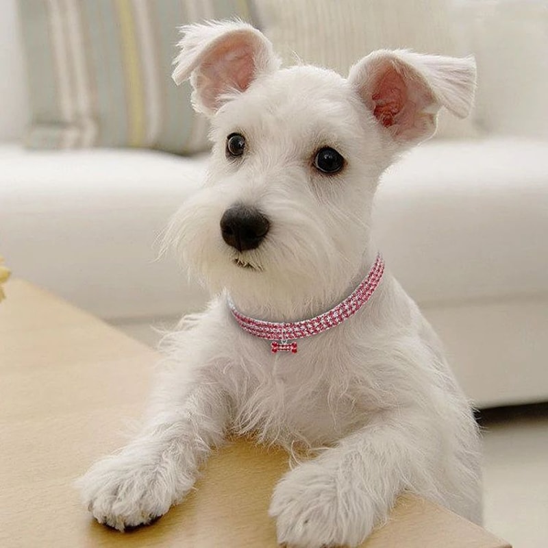 Rhinestone Crystal Dog Collar With Custom Engraving 7