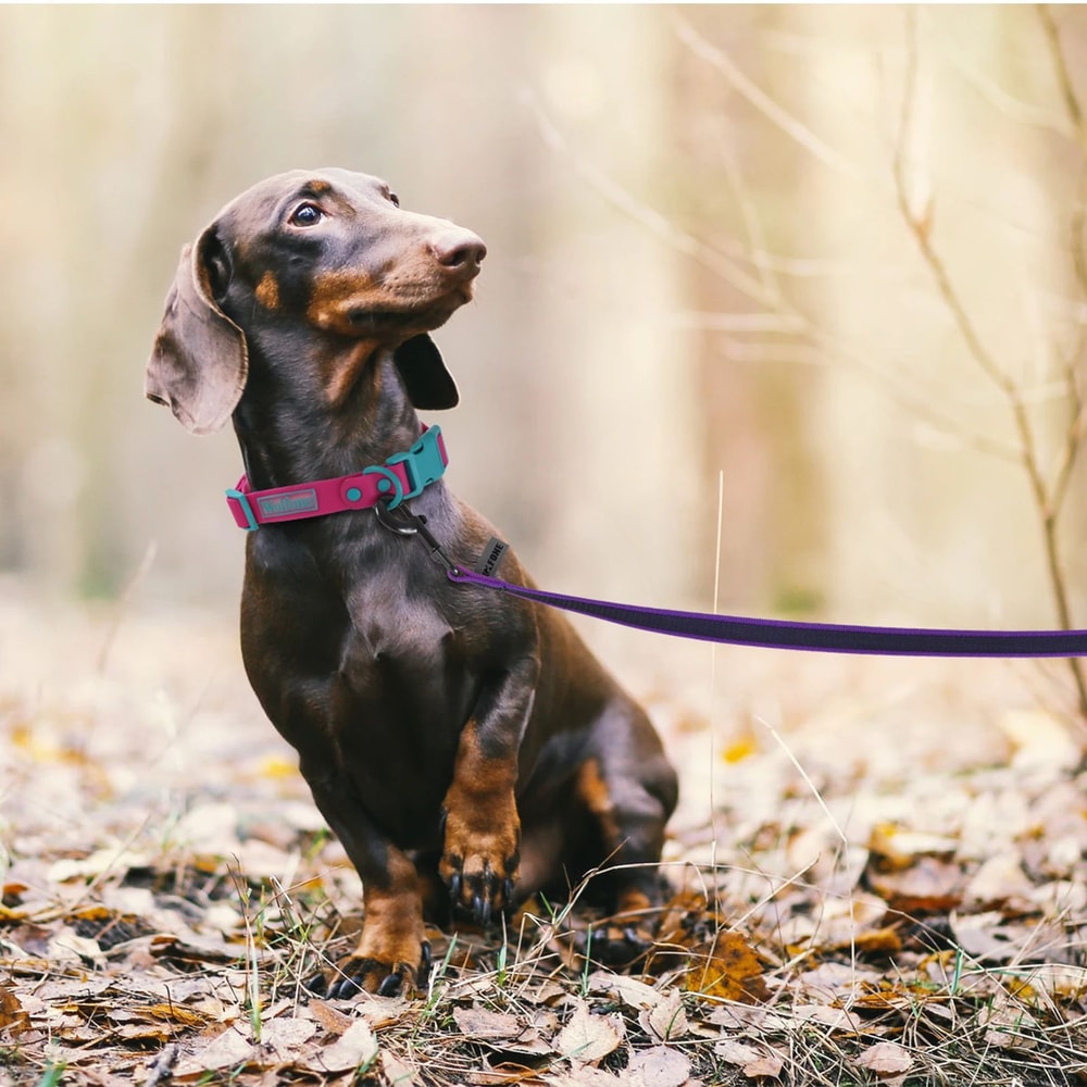 Dual Color Long Training Dog Leash 7