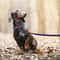 Dual Color Long Training Dog Leash 7