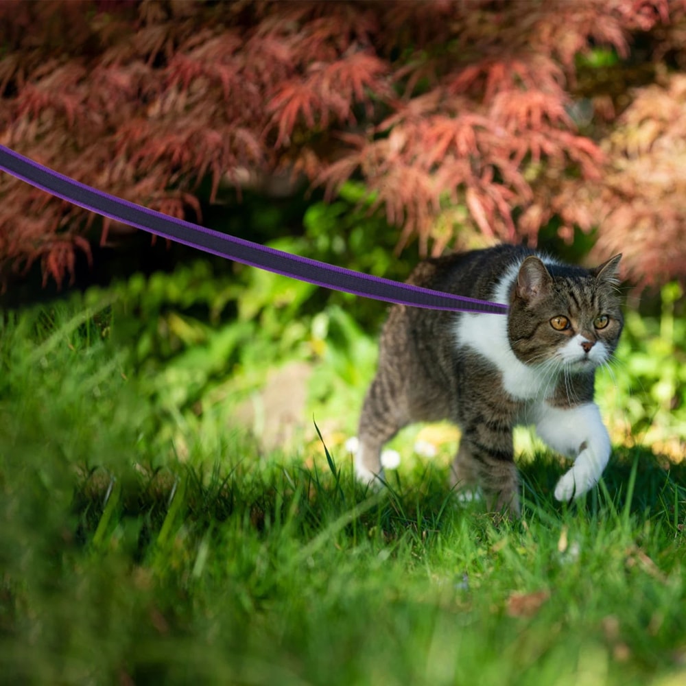 Dual Color Long Training Dog Leash 8