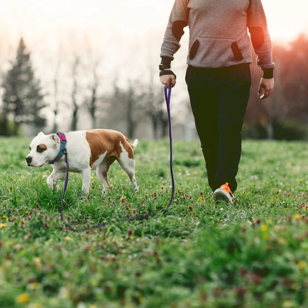 Dual Color Long Training Dog Leash 9