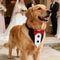 Elegant Pet Wedding Collar With Bow Tie Bandana 2