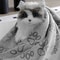Cozy Paw Print Plush Pet Blanket Bed Mat 5