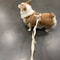 Macaron Dual Head Pet Harness And Leash Set 8