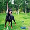 Stainless Steel Snake Chain Dog Training Collar 1