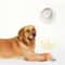 Interactive Plush Chicken Leg Squeaky Dog Toy 4