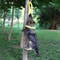 EVA Floating Dog Flying Disc Training Toy 3