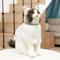 Adjustable Anti Strangling Pet Collar 4