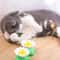 Electric Butterfly Interactive Cat Toy 1