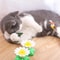Electric Butterfly Interactive Cat Toy 1