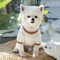 Soft Summer Dog T Shirt Dress For Small Dogs 6