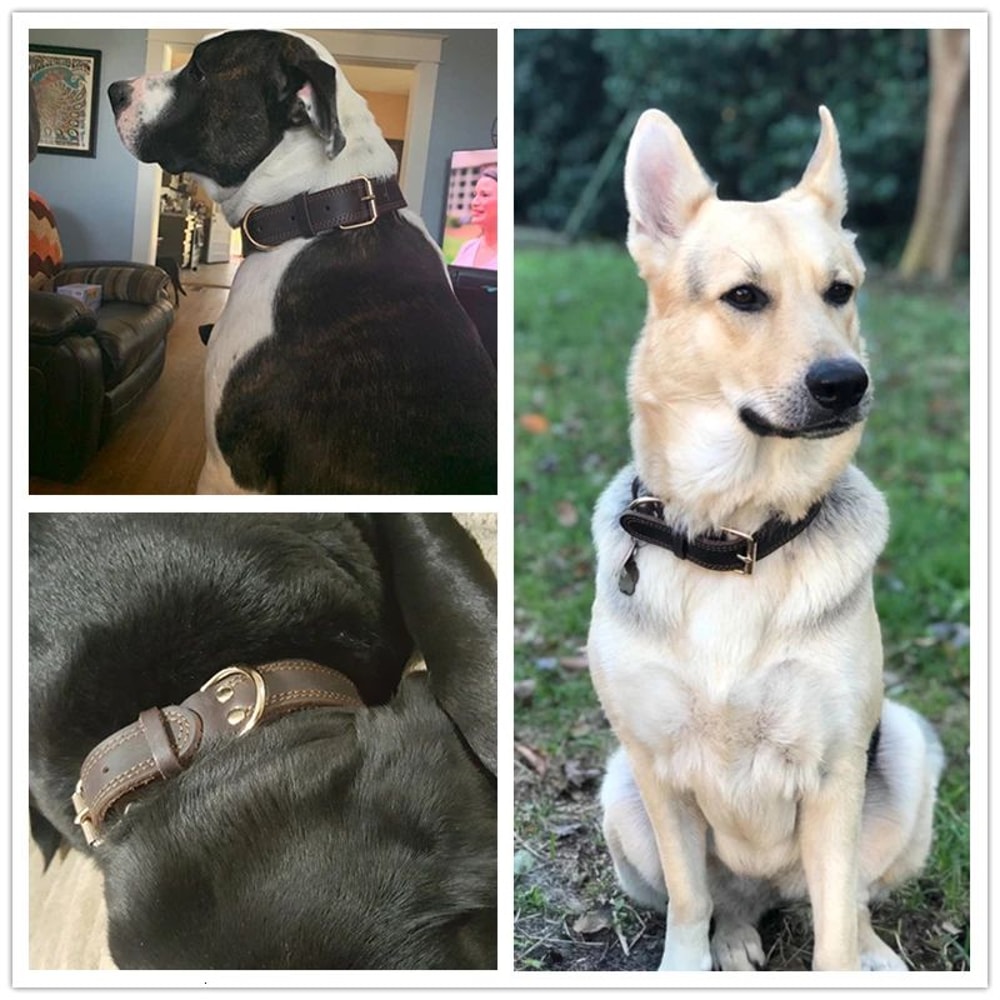 Genuine Leather Heavy Duty Dog Collar 2