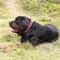 Genuine Leather Heavy Duty Dog Collar 5