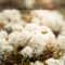 Artificial Reindeer Moss Decorative Greenery 5