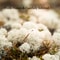 Artificial Reindeer Moss Decorative Greenery 5