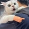 Stretchable Finger Cat Teasing Toy Gloves 1