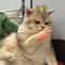 Stretchable Finger Cat Teasing Toy Gloves 3