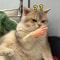Stretchable Finger Cat Teasing Toy Gloves 3