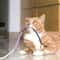 Silvervine Cotton Rope Cat Teaser Toy 1