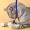 Silvervine Cotton Rope Cat Teaser Toy 5