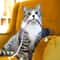 Silvervine Cotton Rope Cat Teaser Toy 10