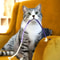 Silvervine Cotton Rope Cat Teaser Toy 10