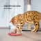 Smart Sensing Snake Cat Toy 5