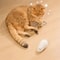 Wind Up Plush Mouse Cat Toy Set 4