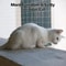 Transparent Cat Safety Net For Balcony And Stairs 1