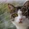 Transparent Cat Safety Net For Balcony And Stairs 4