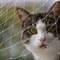 Transparent Cat Safety Net For Balcony And Stairs 4
