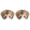 Magic Organ Cat Scratching Board Toy 7