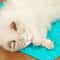 Self Cleaning Cat Massage Grooming Comb 5
