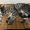 Natural Cooling Rattan Pet Bed Mat 10