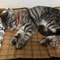 Natural Cooling Rattan Pet Bed Mat 10