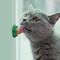 Catnip Energy Licking Ball Treat For Cats 7