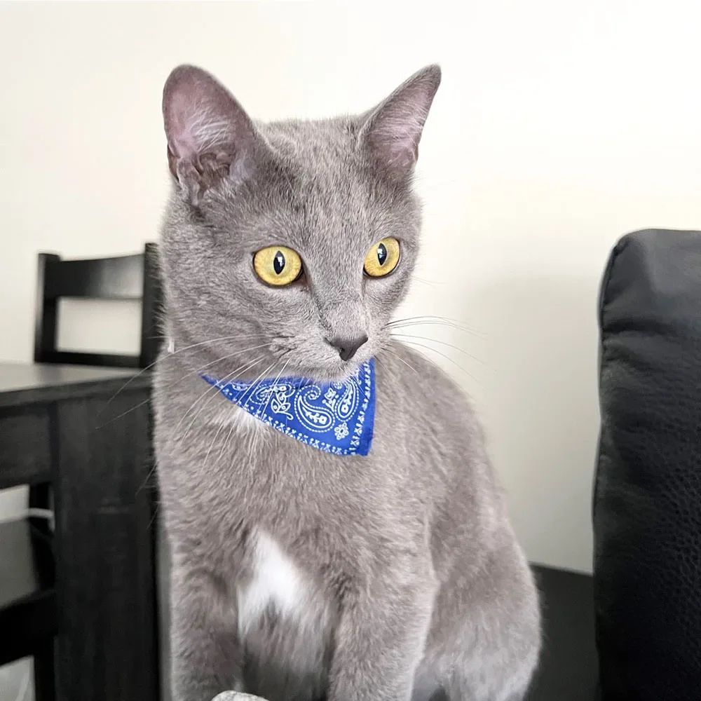 Cute Adjustable Pet Bandana Collar For Cats And Puppies 2