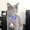 Cute Adjustable Pet Bandana Collar For Cats And Puppies 2