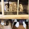 Garden Anti Cat Prickle Deterrent Mat 8