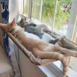 ultra soft window mounted cat hammock bed