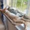 Ultra Soft Window Mounted Cat Hammock Bed 0